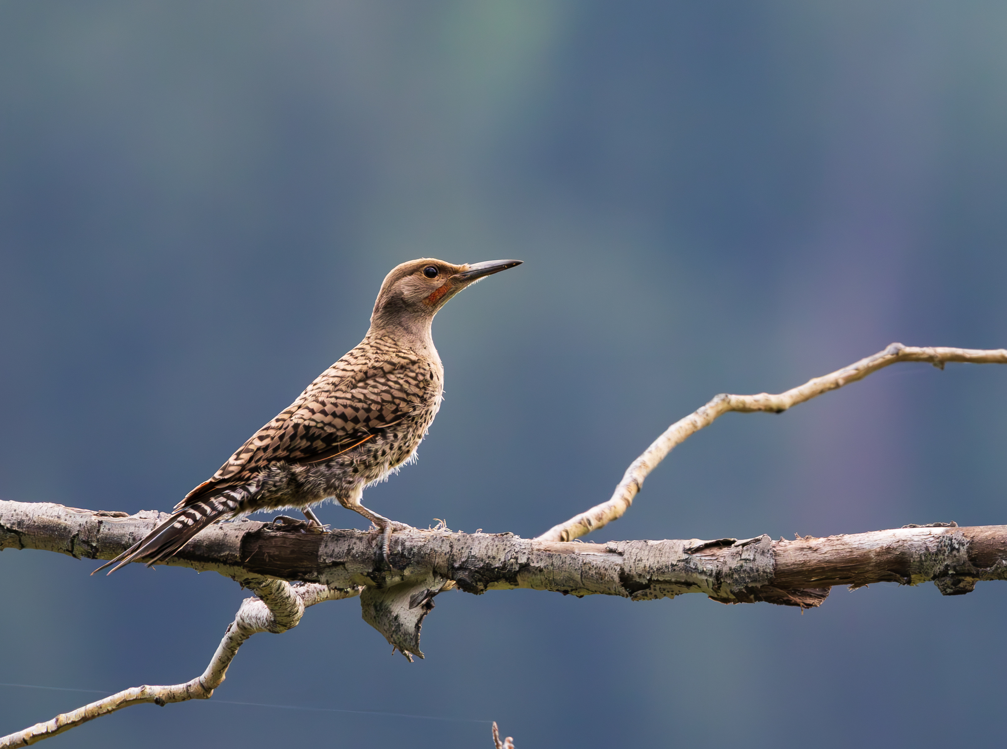 Wildlife photographed in the Wasatch