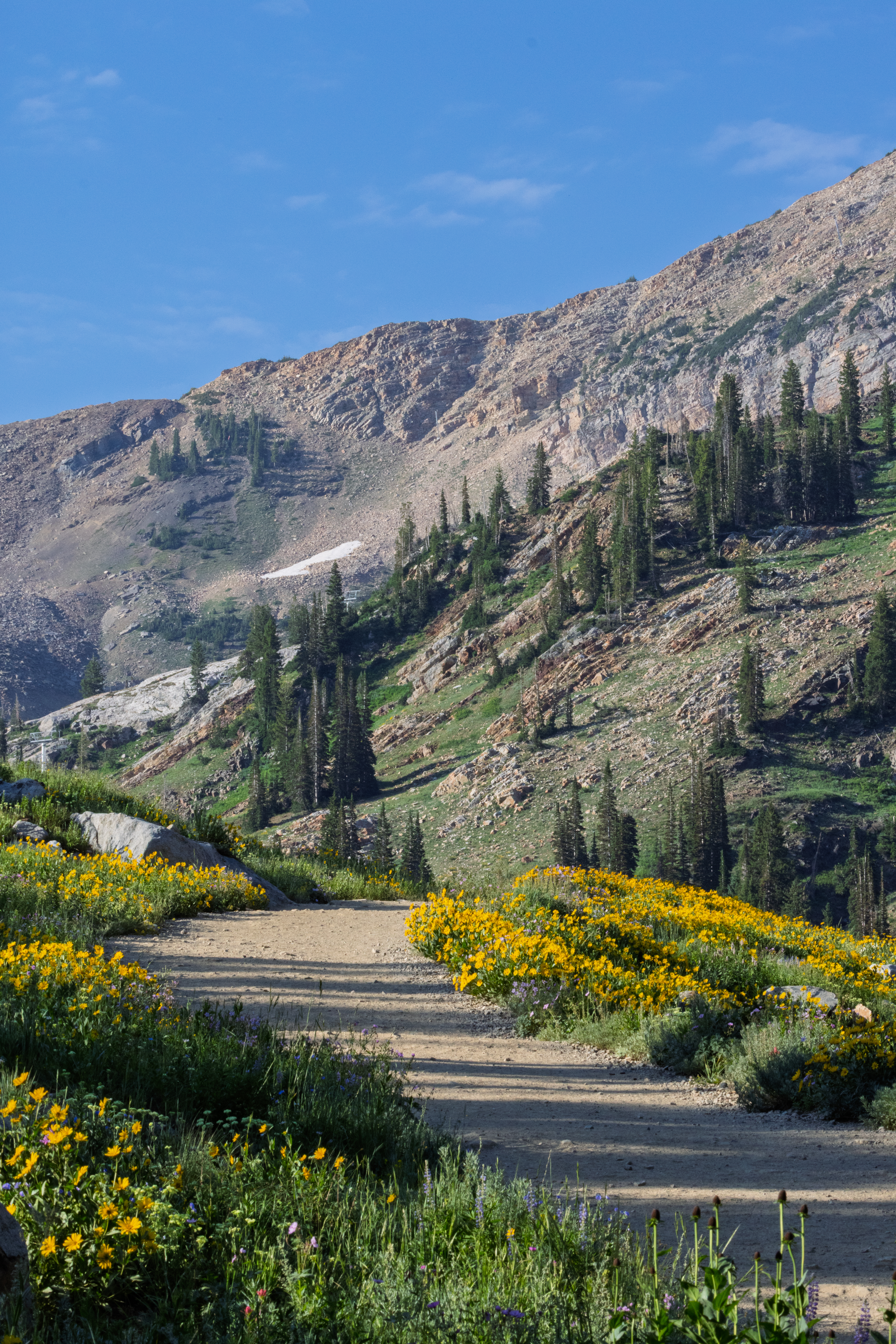 Wildflower-lined mountain path