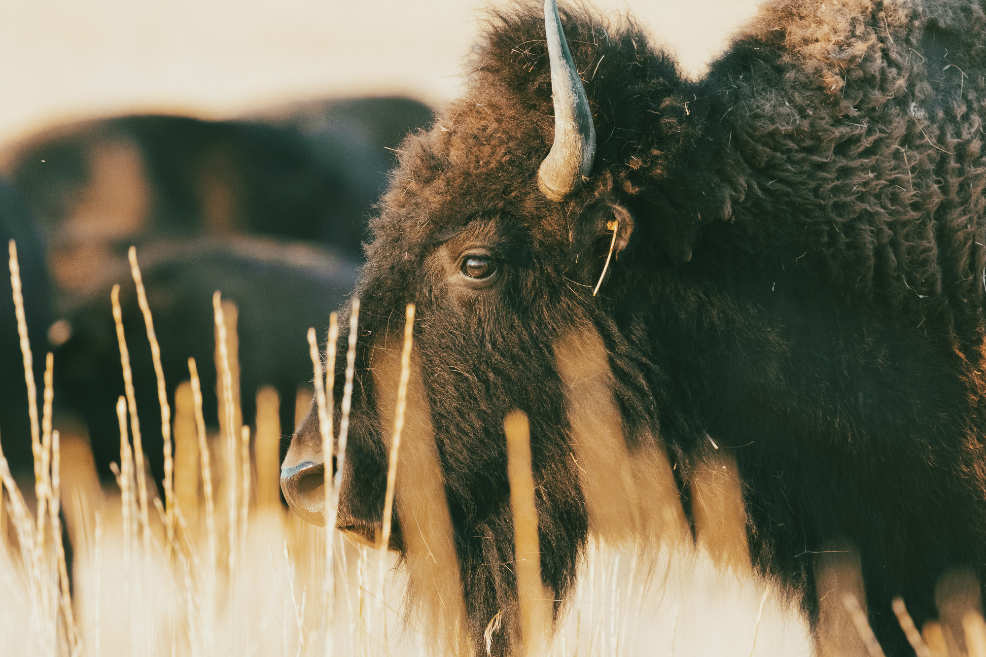 Wildlife at Antelope Island