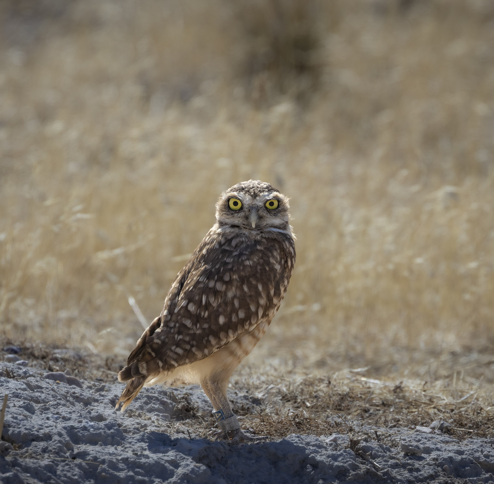 Burrowing owl at Antelope Island