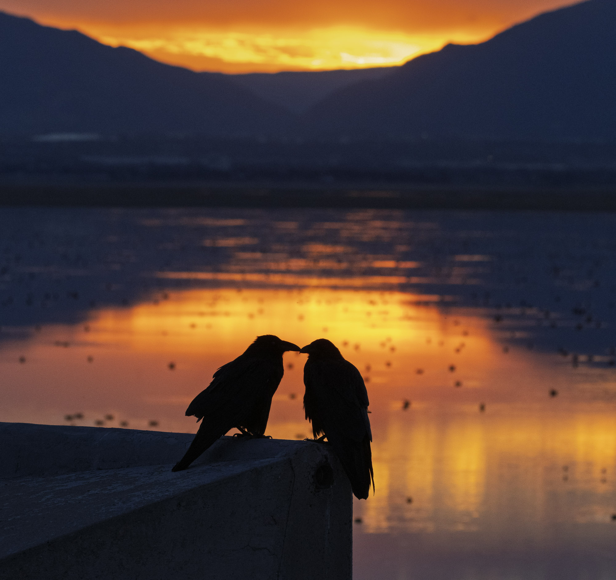 Bison at sunset on Antelope Island